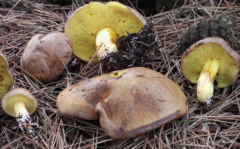 Suillus collinitus